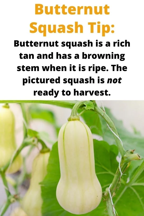 How to Ripen Butternut Squash Off the Vine