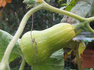 How to Ripen Butternut Squash Off the Vine