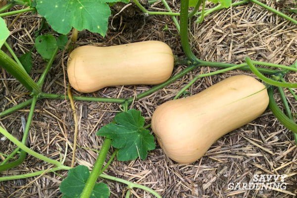 How to Ripen Butternut Squash Off the Vine