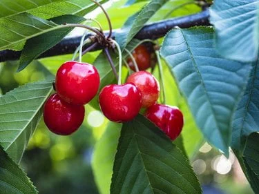 How To Ripen Cherries