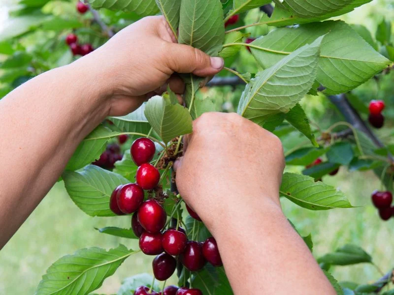 How To Ripen Cherries