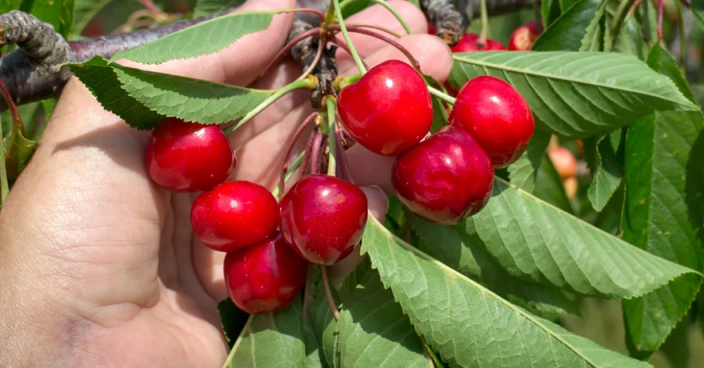 How To Ripen Cherries