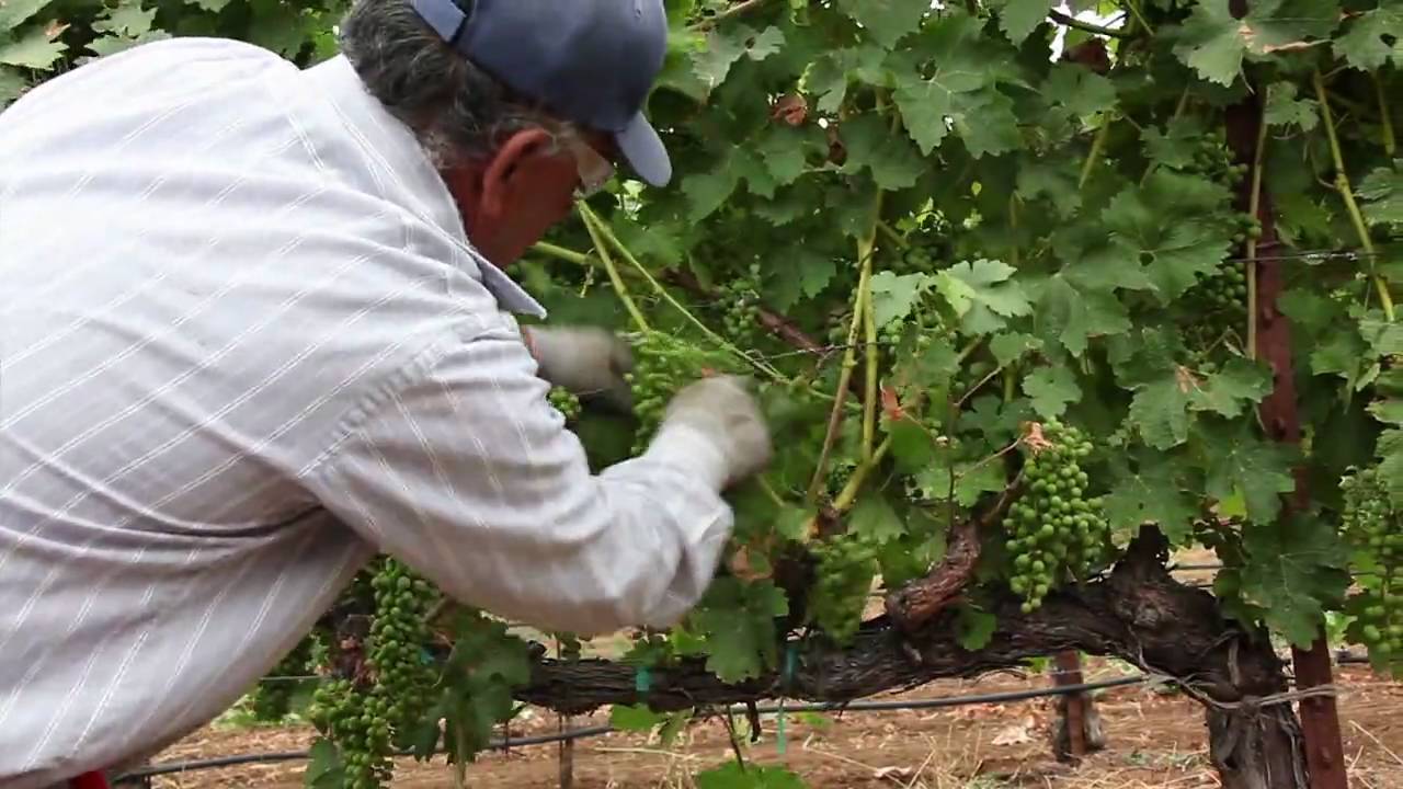 How To Ripen Grapes How To Ripen Grapes