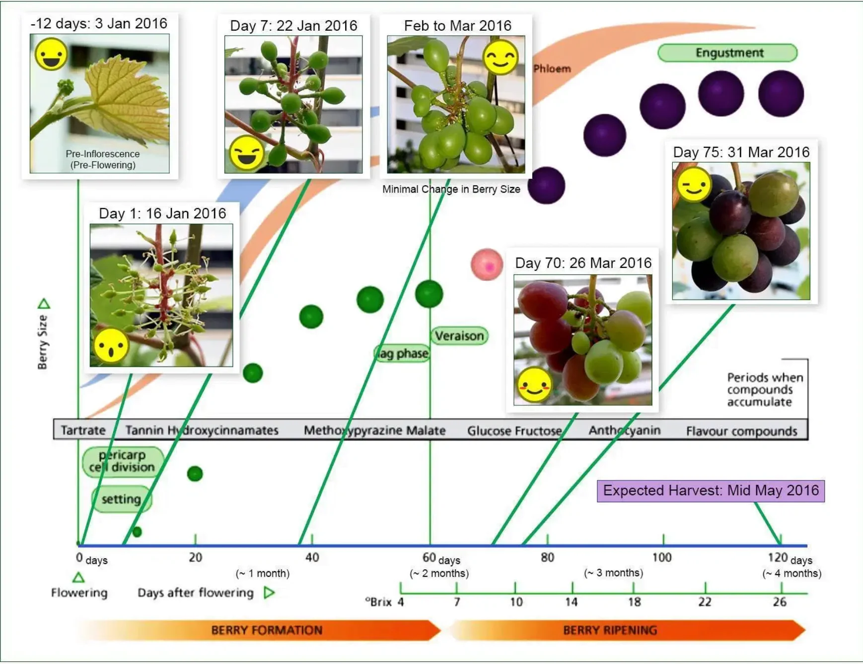 How To Ripen Grapes