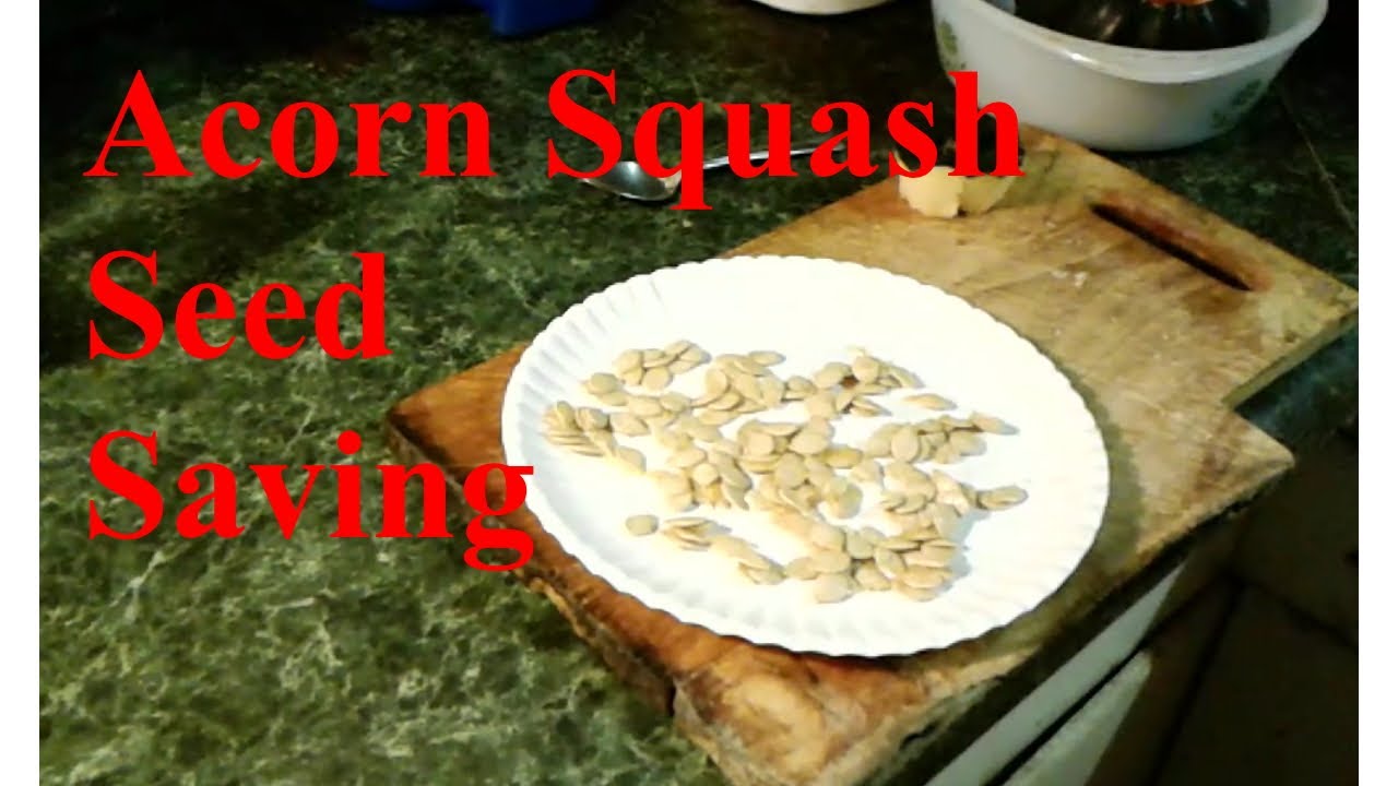 How to Save Acorn Squash Seeds How to Save Acorn Squash Seeds