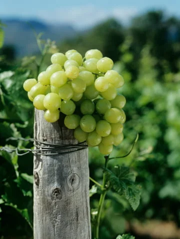 How To Sweeten Sour Grapes