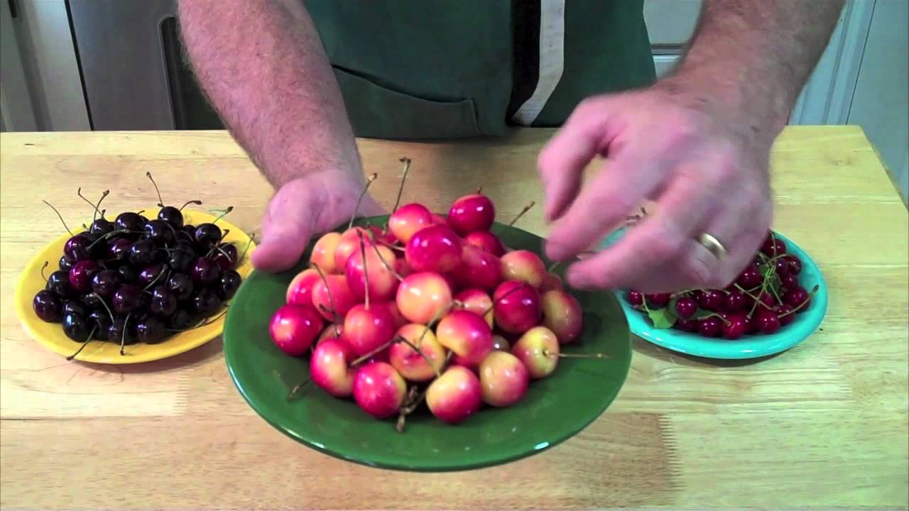 How To Tell If Cherries Are Ripe How To Tell If Cherries Are Ripe