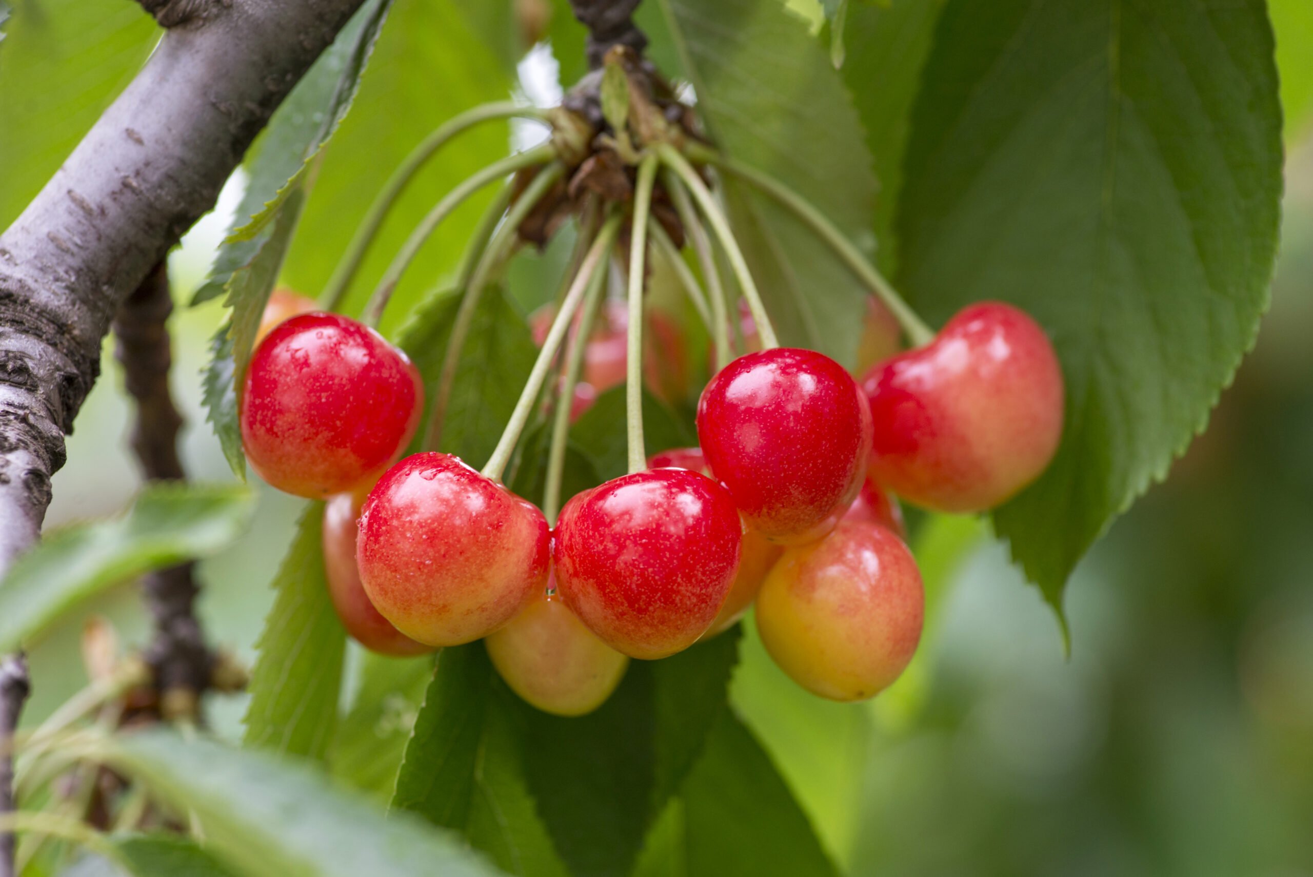 How To Tell If Cherries Are Ripe How To Tell If Cherries Are Ripe