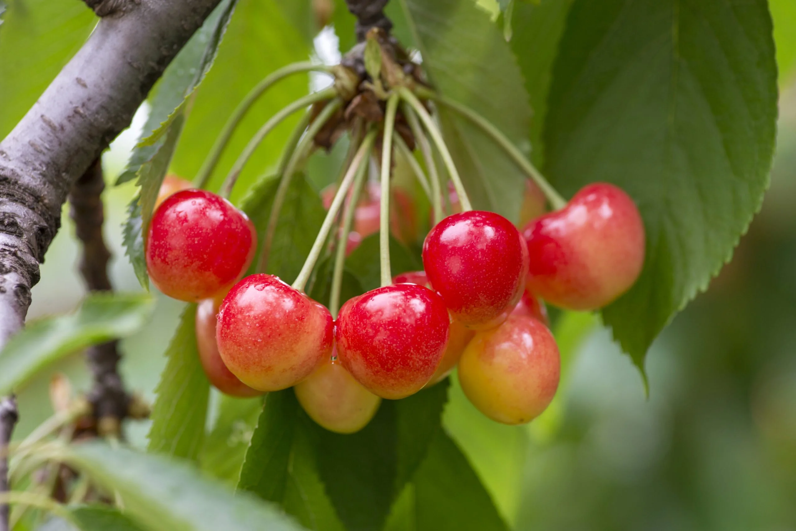 How To Tell If Cherries Are Ripe