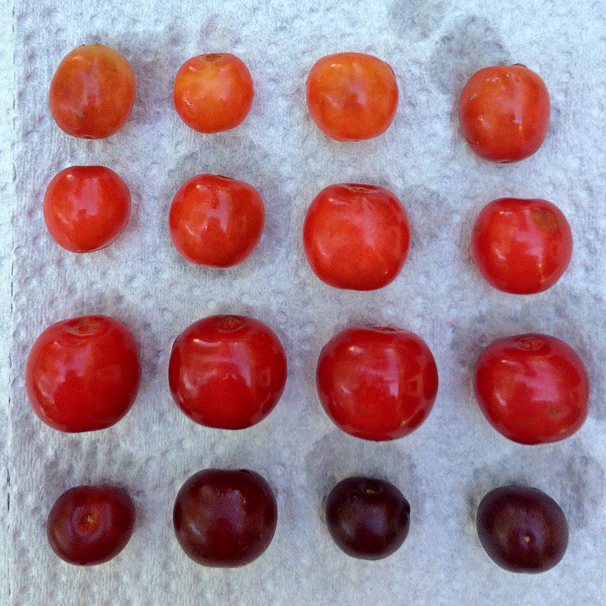 How To Tell If Cherries Are Ripe How To Tell If Cherries Are Ripe