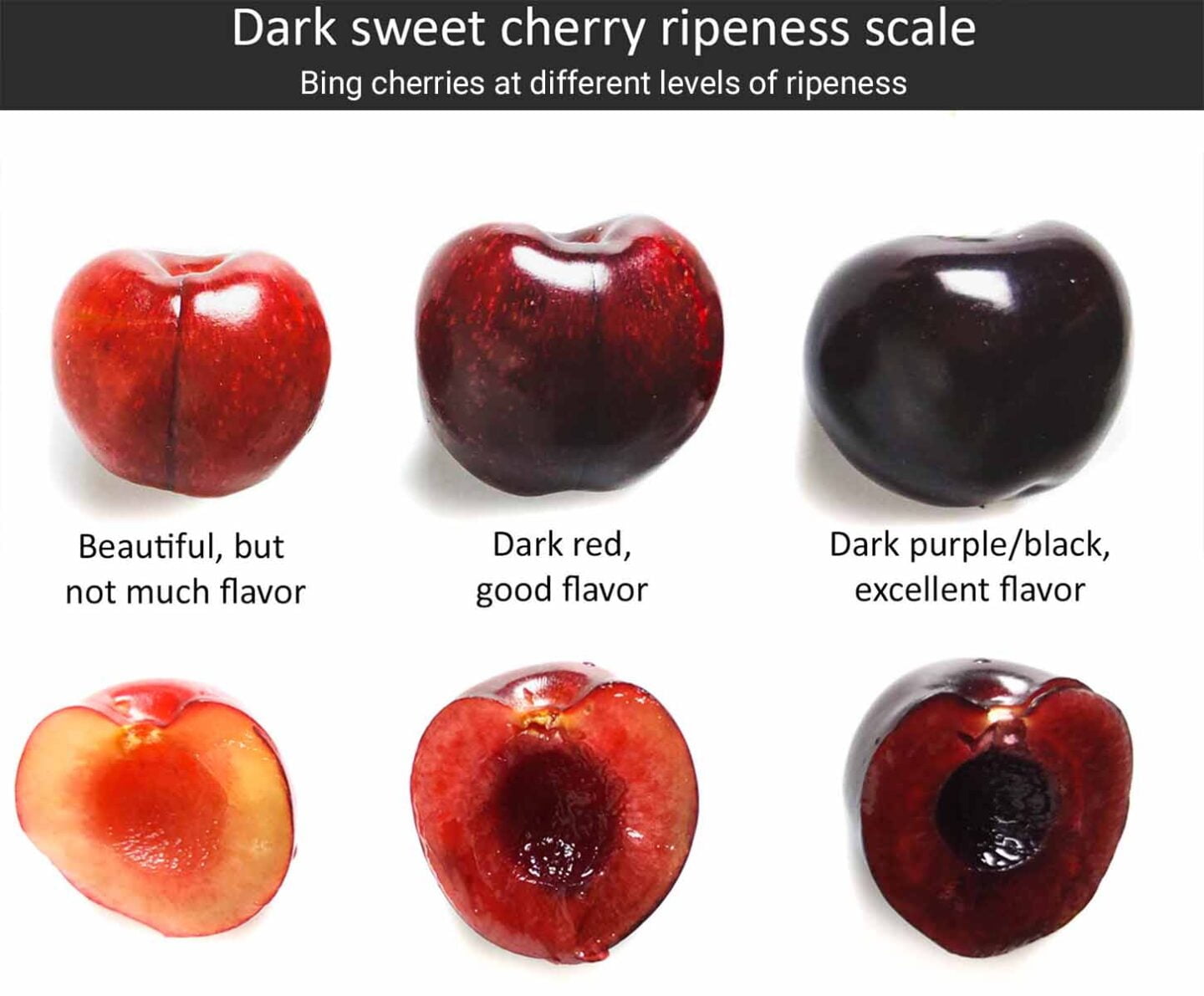 How To Tell If Cherries Are Ripe How To Tell If Cherries Are Ripe