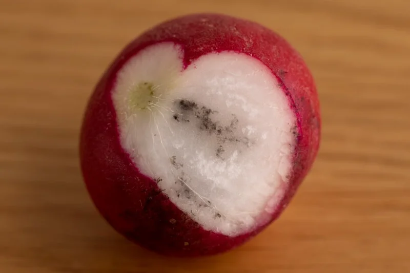 How to Tell If Radishes Are Bad