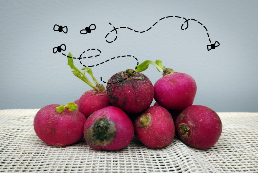 How to Tell If Radishes Are Bad