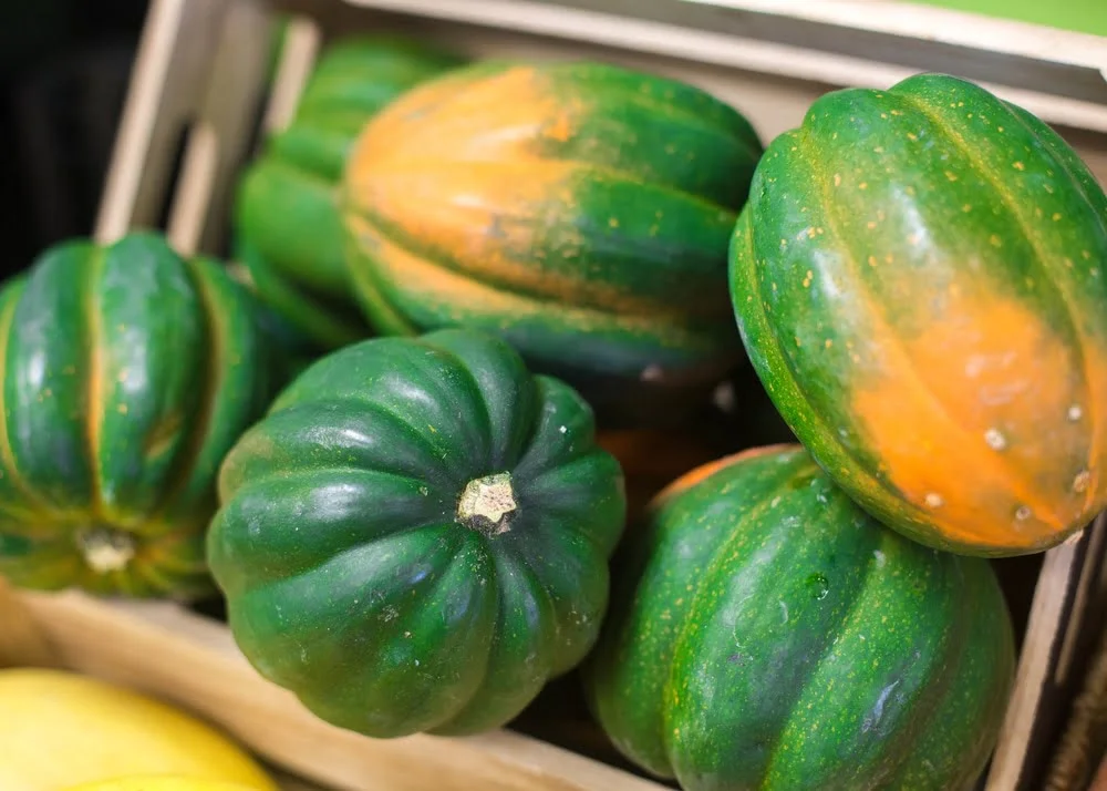 How to Tell When Acorn Squash is Ripe