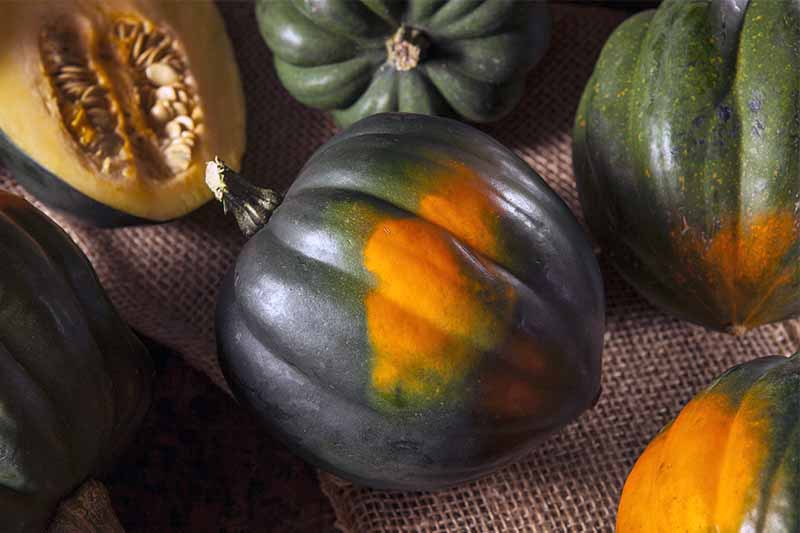 How to Tell When Acorn Squash is Ripe How to Tell When Acorn Squash is Ripe