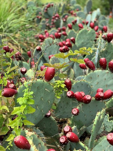 How to Tell When Prickly Pears Are Ripe How to Tell When Prickly Pears Are Ripe