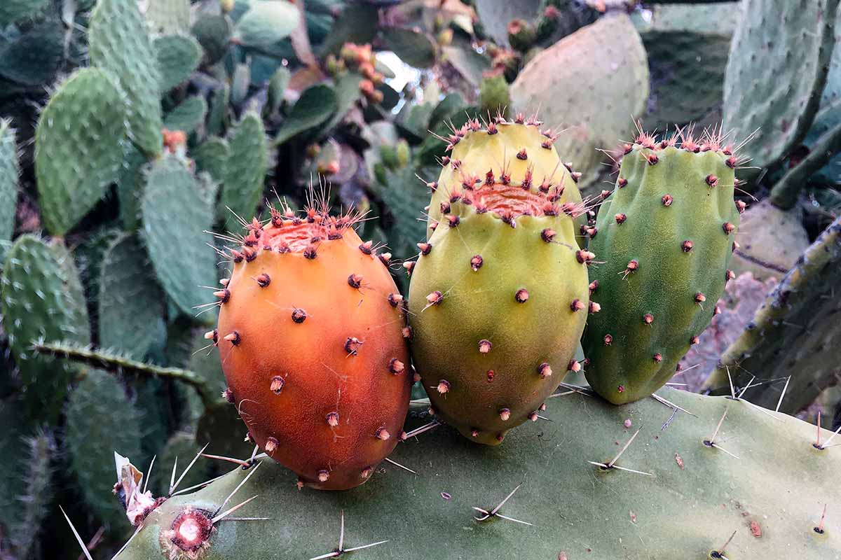 How to Tell When Prickly Pears Are Ripe How to Tell When Prickly Pears Are Ripe