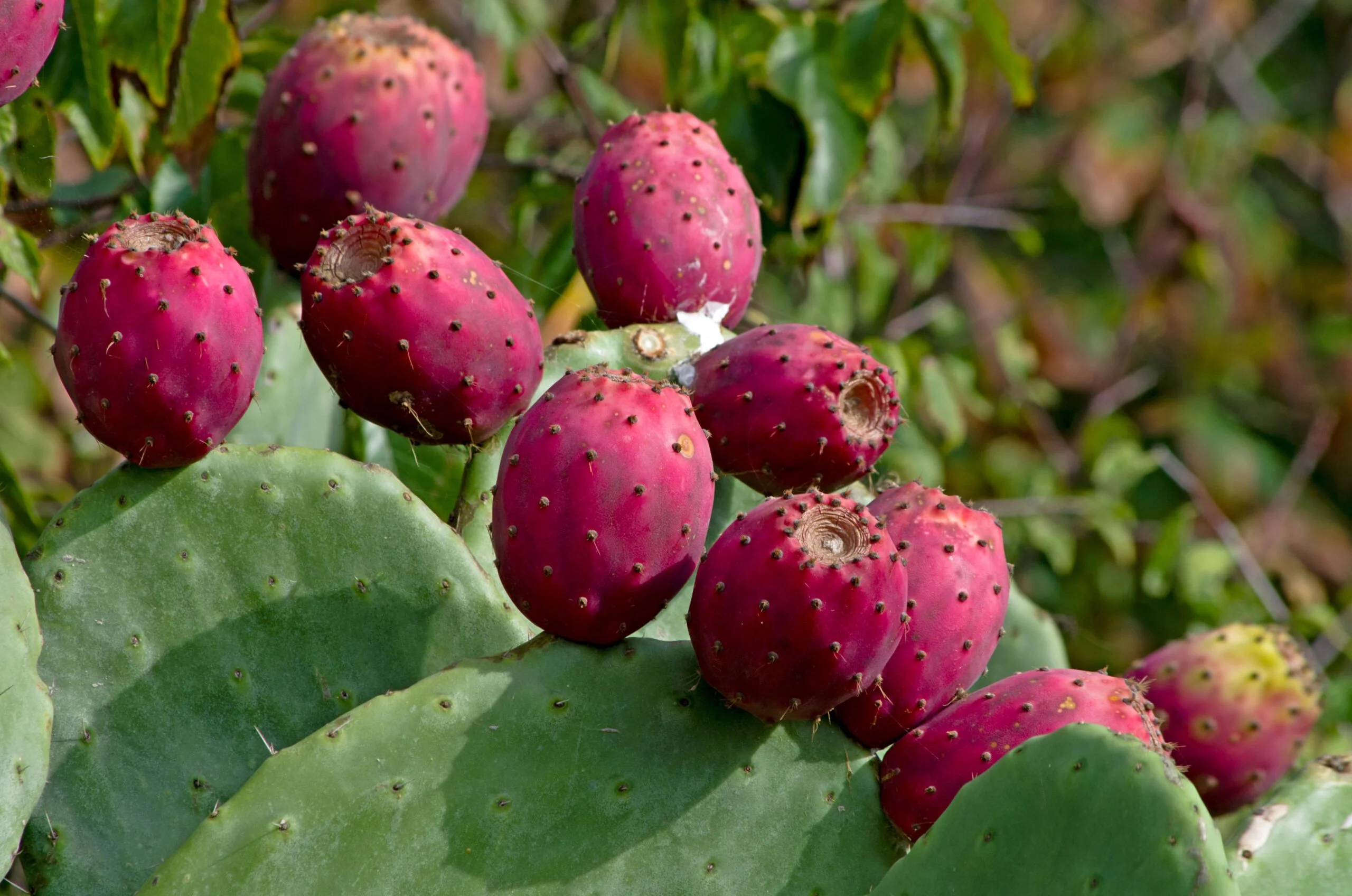 How to Tell When Prickly Pears Are Ripe