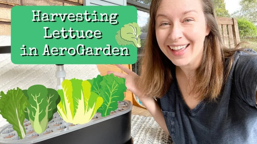 How to Trim Lettuce in Your AeroGarden