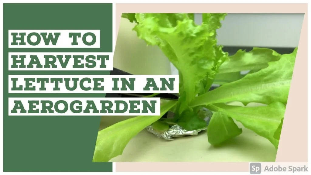 How to Trim Lettuce in Your AeroGarden