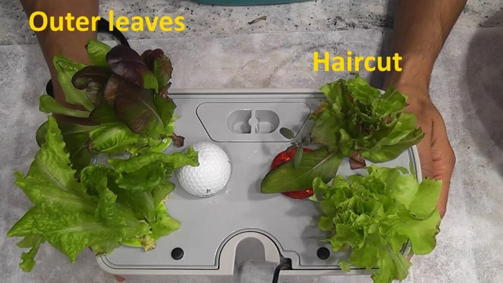 How to Trim Lettuce in Your AeroGarden