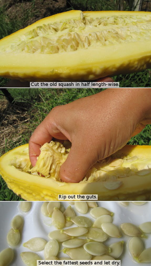 How to Use Overgrown Yellow Squash
