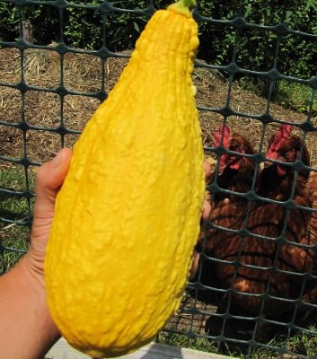 How to Use Overgrown Yellow Squash