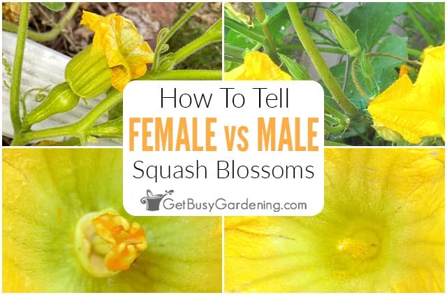 Identifying Male and Female Zucchini Flowers
