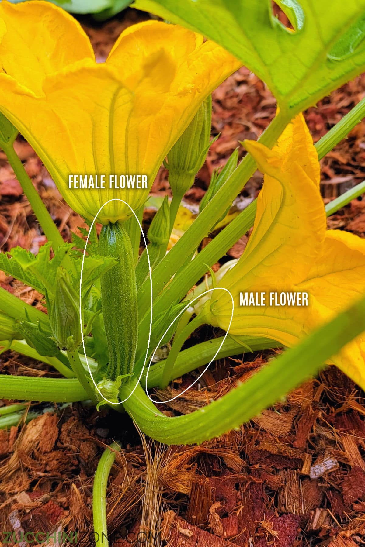 Identifying Male and Female Zucchini Flowers Identifying Male and Female Zucchini Flowers