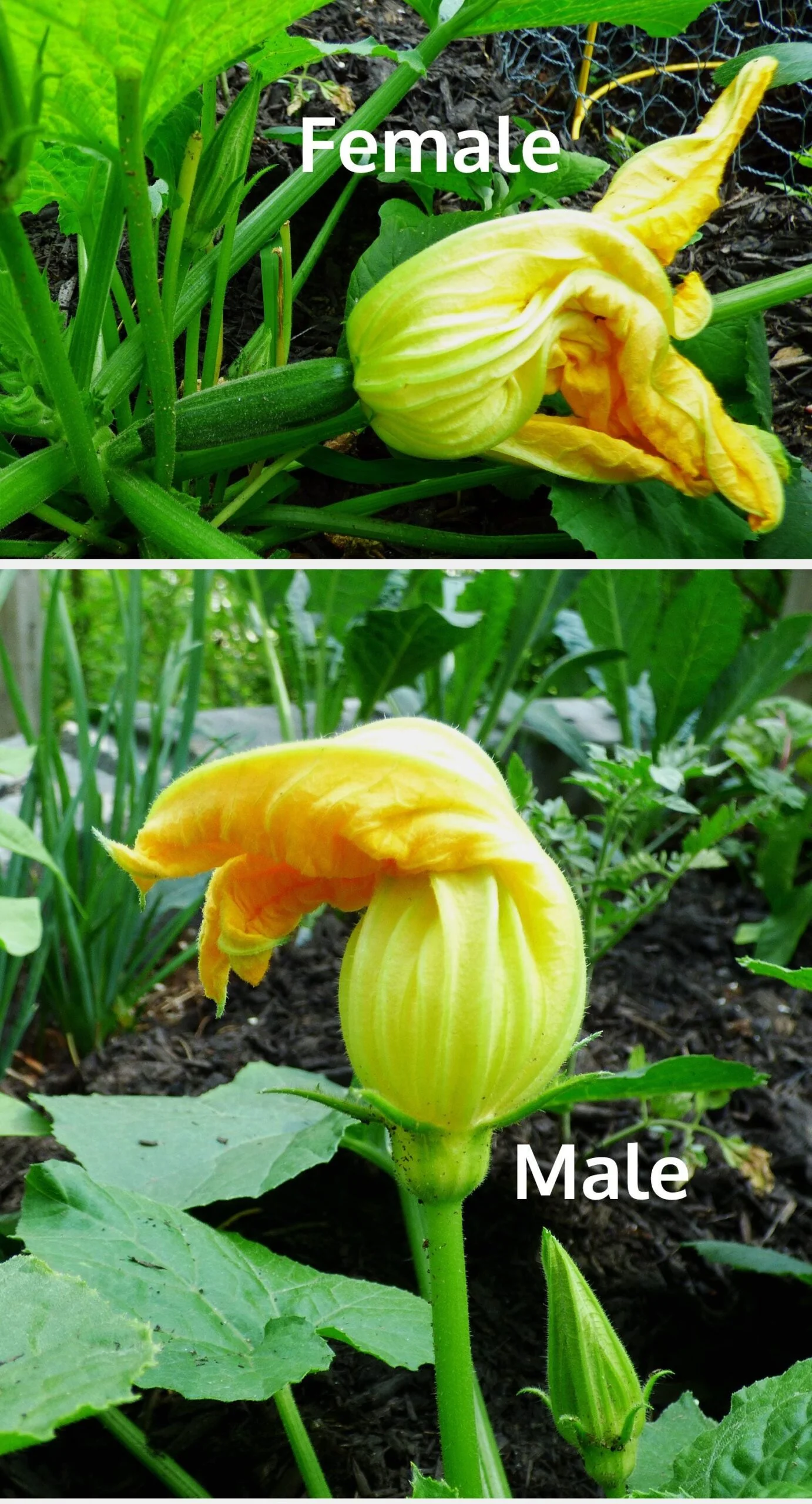 Identifying Male and Female Zucchini Flowers