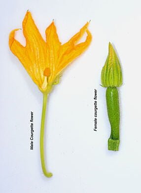 Identifying Male and Female Zucchini Flowers Identifying Male and Female Zucchini Flowers