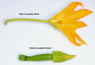 Identifying Male and Female Zucchini Flowers Identifying Male and Female Zucchini Flowers