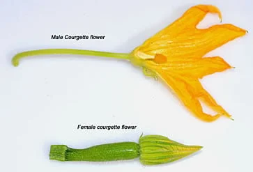 Identifying Male and Female Zucchini Flowers