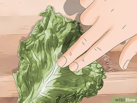 Identifying the Smell of Spoiled Lettuce