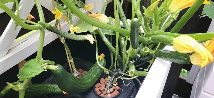 Indoor Zucchini Growing: Tips and Tricks Indoor Zucchini Growing: Tips and Tricks