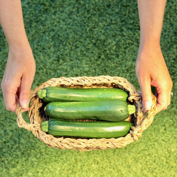 Indoor Zucchini Growing: Tips and Tricks Indoor Zucchini Growing: Tips and Tricks