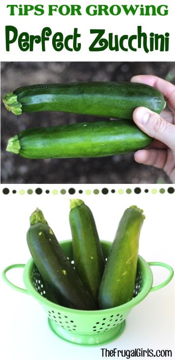 Indoor Zucchini Growing: Tips and Tricks Indoor Zucchini Growing: Tips and Tricks