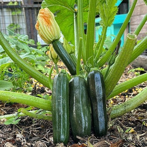 Maximizing Zucchini Yield in Limited Space Maximizing Zucchini Yield in Limited Space