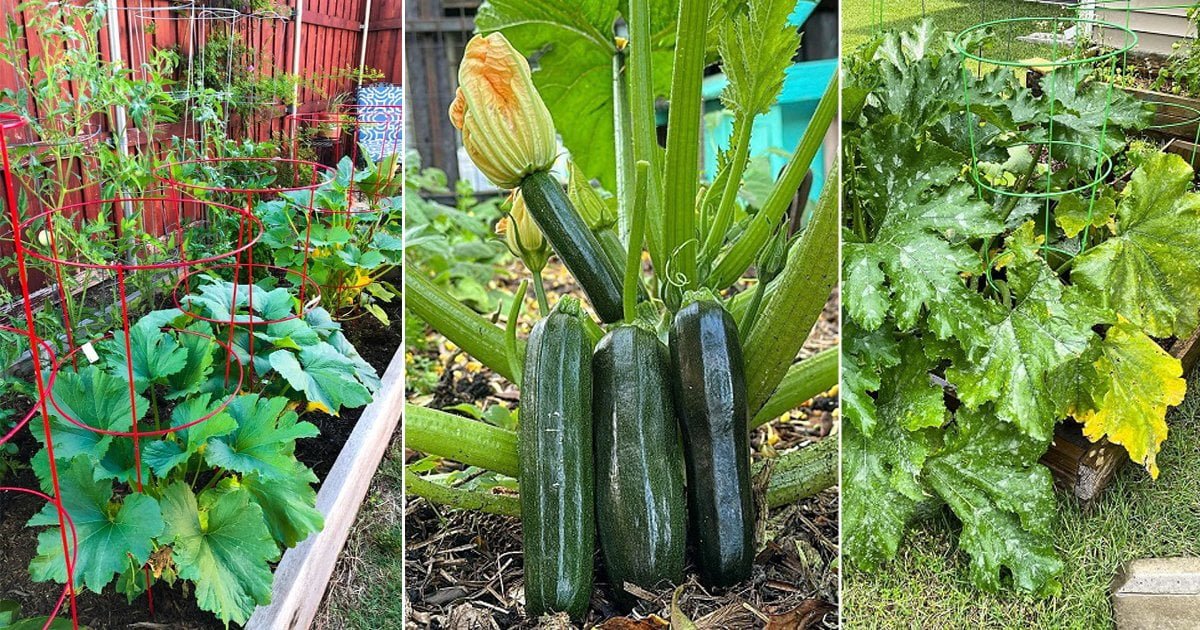 Maximizing Zucchini Yield in Limited Space Maximizing Zucchini Yield in Limited Space