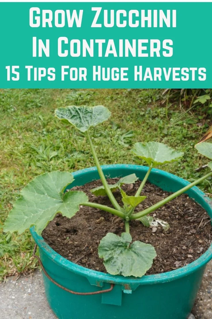 Maximizing Zucchini Yield in Limited Space