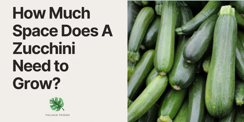 Maximizing Zucchini Yield in Limited Space