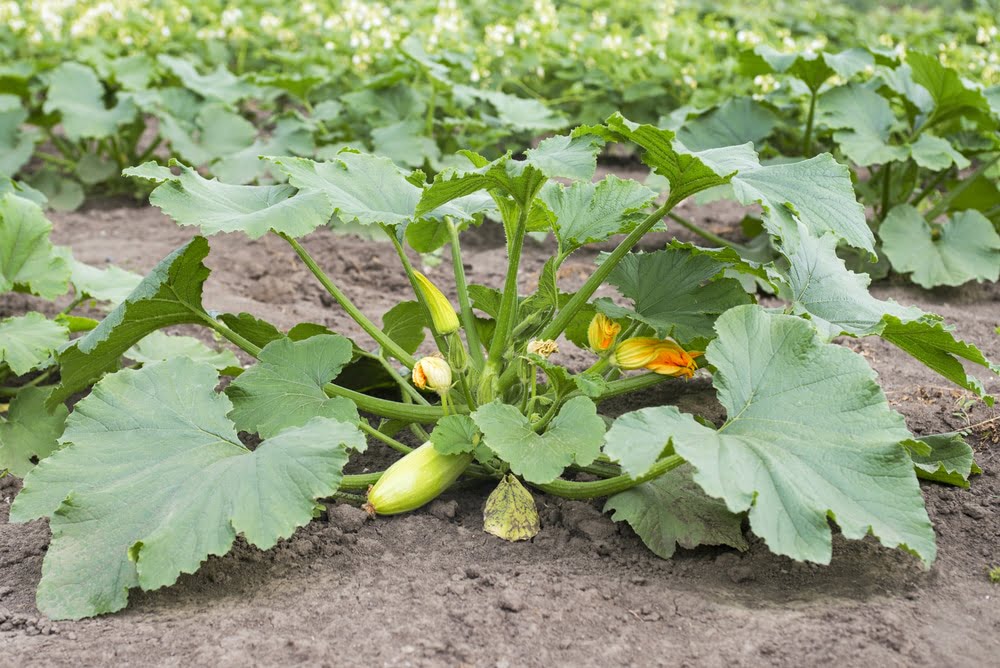 Optimal Spacing for Zucchini Growth Optimal Spacing for Zucchini Growth