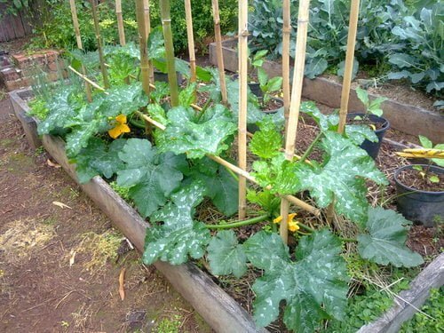 Optimal Spacing for Zucchini Growth Optimal Spacing for Zucchini Growth