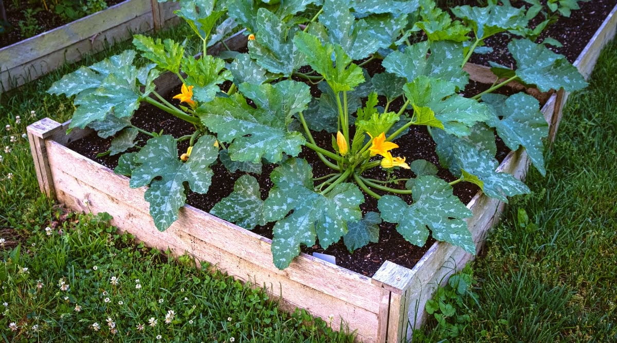 Optimal Spacing for Zucchini Growth Optimal Spacing for Zucchini Growth
