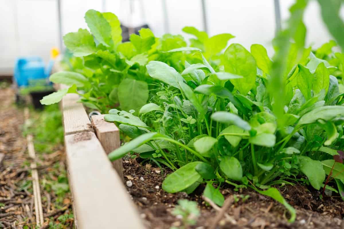 Preventing Spinach Bolting: Tips for Keeping Your Plants Healthy Preventing Spinach Bolting: Tips for Keeping Your Plants Healthy