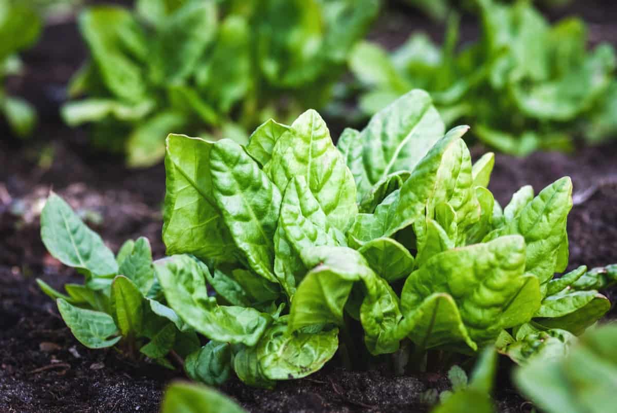 Preventing Spinach Bolting: Tips for Keeping Your Plants Healthy Preventing Spinach Bolting: Tips for Keeping Your Plants Healthy