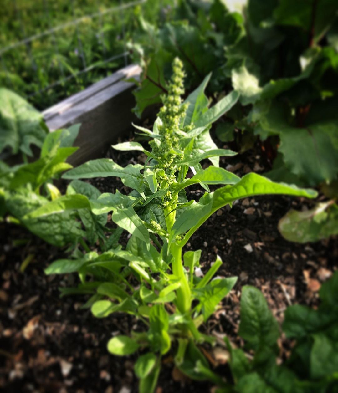 Preventing Spinach Bolting: Tips for Keeping Your Plants Healthy Preventing Spinach Bolting: Tips for Keeping Your Plants Healthy