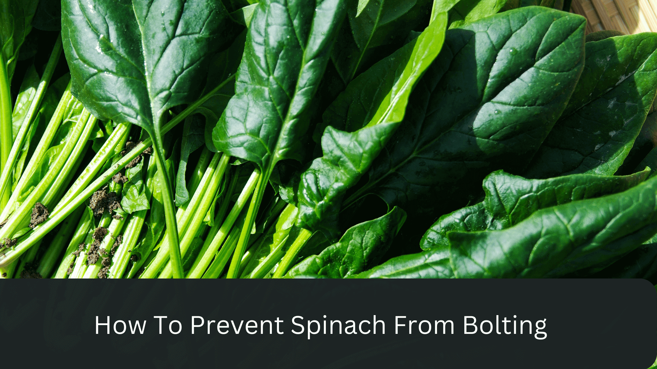 Preventing Spinach Bolting: Tips for Keeping Your Plants Healthy Preventing Spinach Bolting: Tips for Keeping Your Plants Healthy