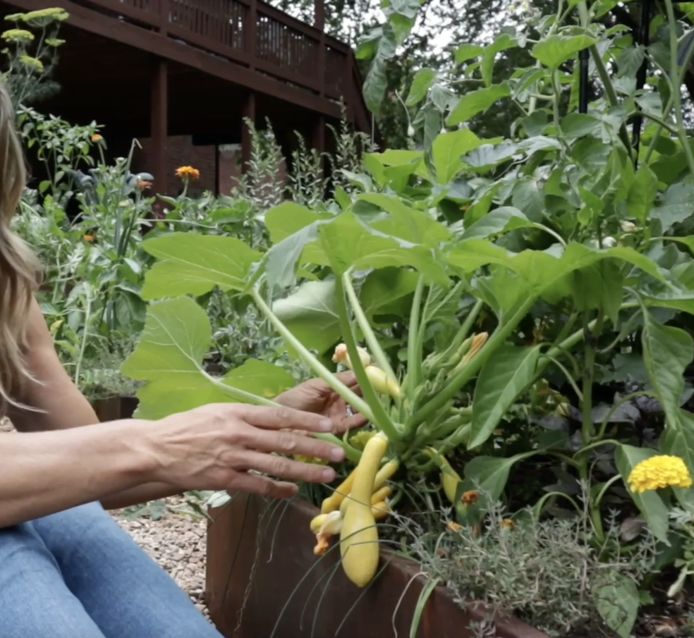Pruning Techniques for Yellow Squash Plants