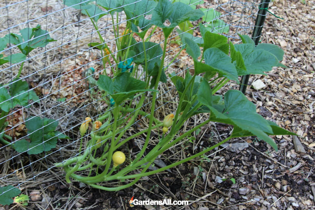 Pruning Techniques for Yellow Squash Plants Pruning Techniques for Yellow Squash Plants